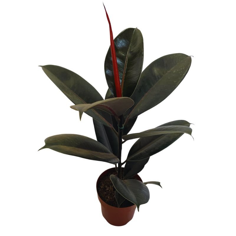 Planta Árvore Ficus Elastica Burgundy Rubro Black - pote 17