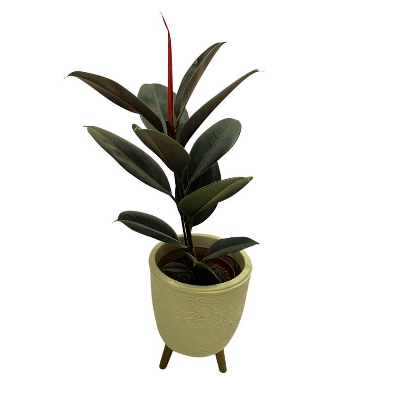 Planta Árvore Ficus Elastica Burgundy Rubro Black  Com Vaso Polietileno Com Tripé