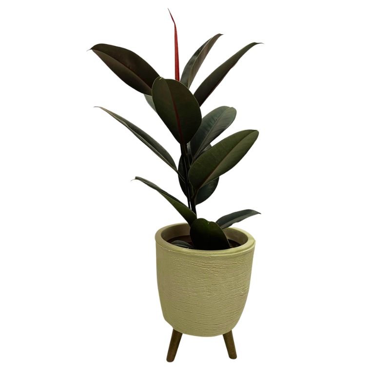 Planta Árvore Ficus Elastica Burgundy Rubro Black  Com Vaso Polietileno Com Tripé