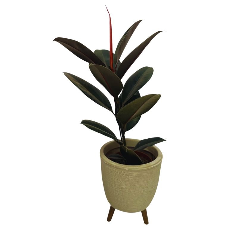 Planta Árvore Ficus Elastica Burgundy Rubro Black  Com Vaso Polietileno Com Tripé