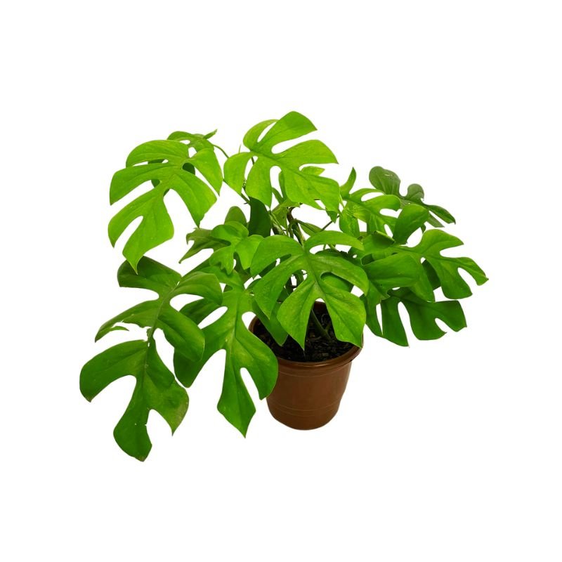 Planta Mini Monstera Costela De Adão Costelinha Rasgada