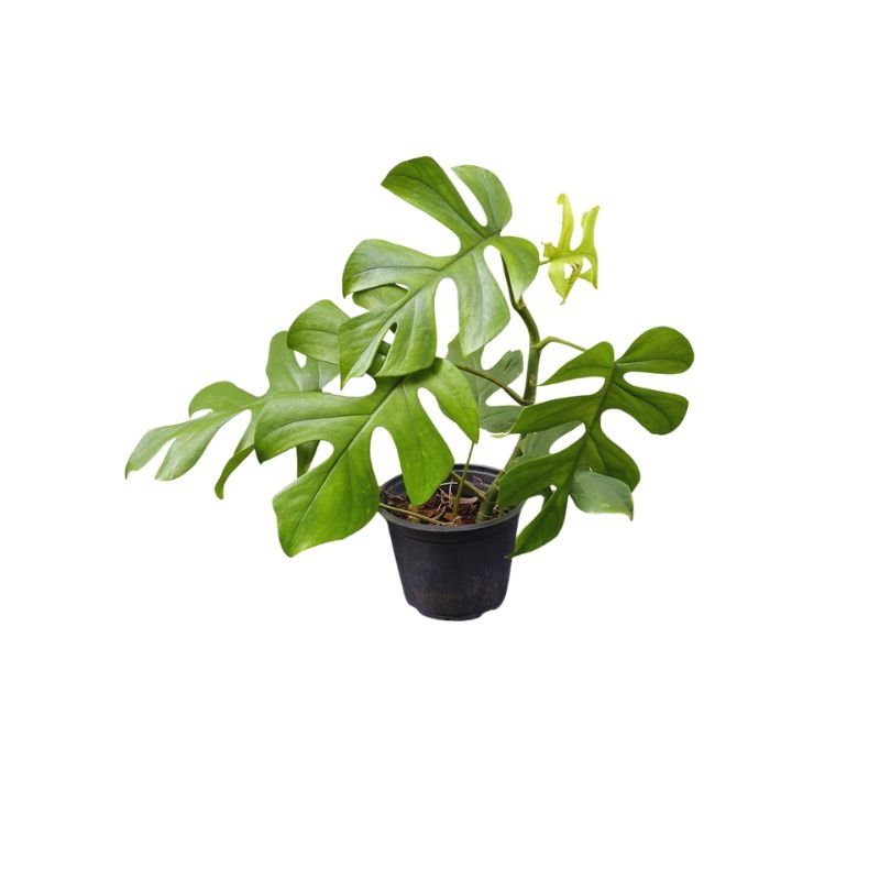 Planta Mini Monstera Costela De Adão Costelinha Rasgada - Pote 12