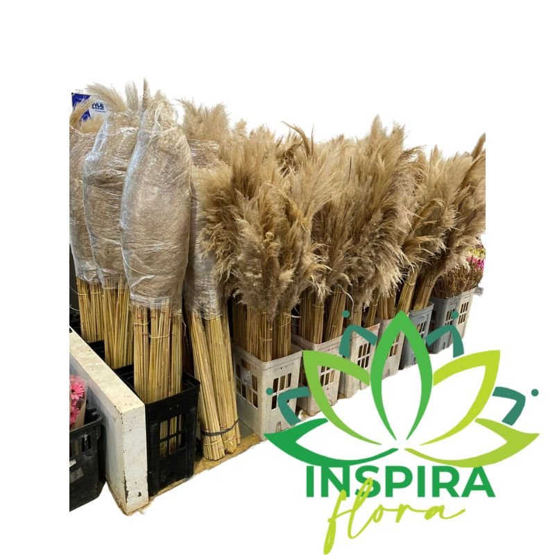 Kit Com 250 Capim Dos Pampas Desidratados Decoração