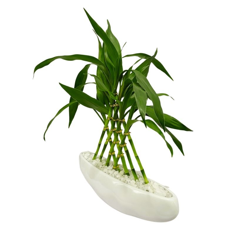 Planta Bambu da Sorte Com Vaso de Cerâmica Branco Formato Barco 8 Haste - 25cm