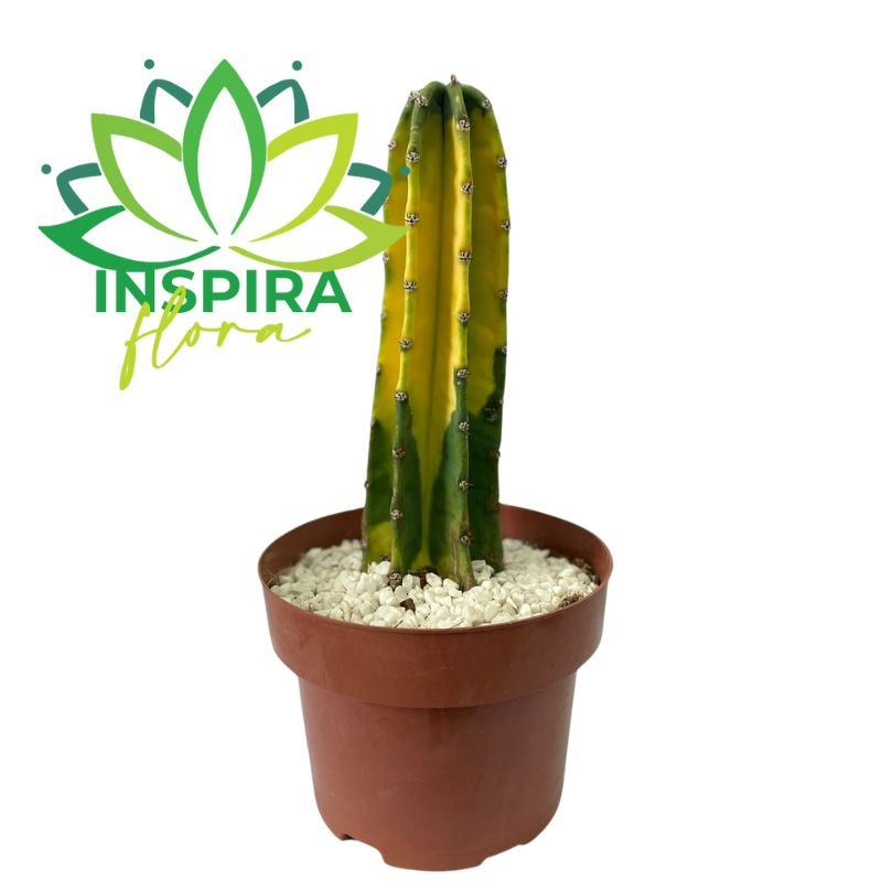 Planta Cacto Brasileirinho - Brasil - 36Cm Verde e Amarelo