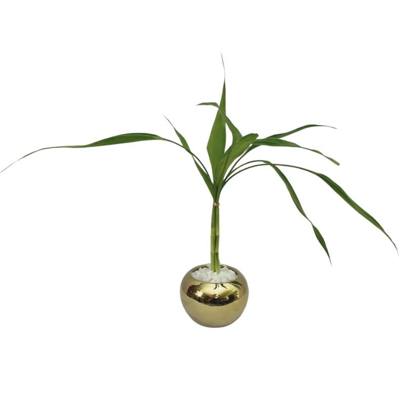 Planta Bambu Da Sorte 3 Haste Com Vaso Dourado