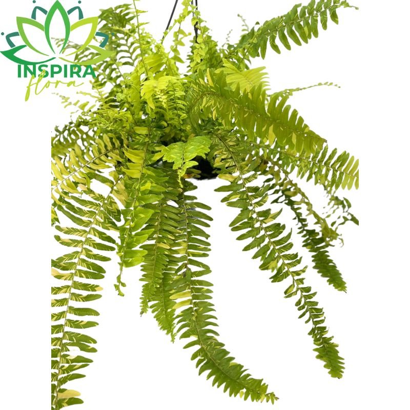 Samambaia Tigre - nephrolepsis Exaltata Tiger Fern - Cuia 21