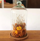 Redoma Cúpula De Vidro Com Base De Madeira Decoração 14x20 - P