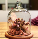 Redoma Cúpula De Vidro Com Base De Madeira Decoração 14X35 - GG