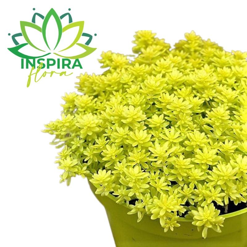 06 Suculenta Carpete Dourado Sedum Japonicum Tokyo Cuia 13