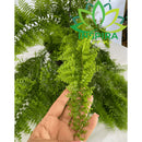 1 Planta Samambaia Asa De Anjo Grande Cuia 25 Pendente