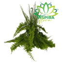 1 Planta Samambaia Asa De Anjo Grande Cuia 25 Pendente