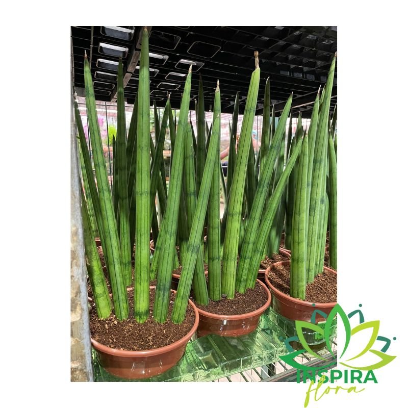 Planta Lança São Jorge Sansevieria Aperto De Mão Pote 14 Lar