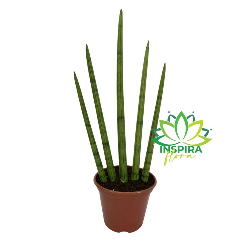 Planta Lança São Jorge Sansevieria Aperto De Mão Pote 14 Lar