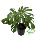 Costela de Adão Adulta - Pote 23 Grande