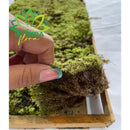 Musgo Verde Fofão Vivo Para Arranjo Decoração