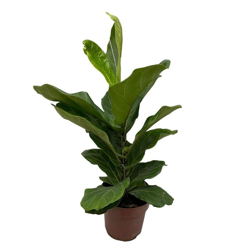 Planta Muda Ficus Lyrata Ideal P/ Ambientes Internos Pote 15