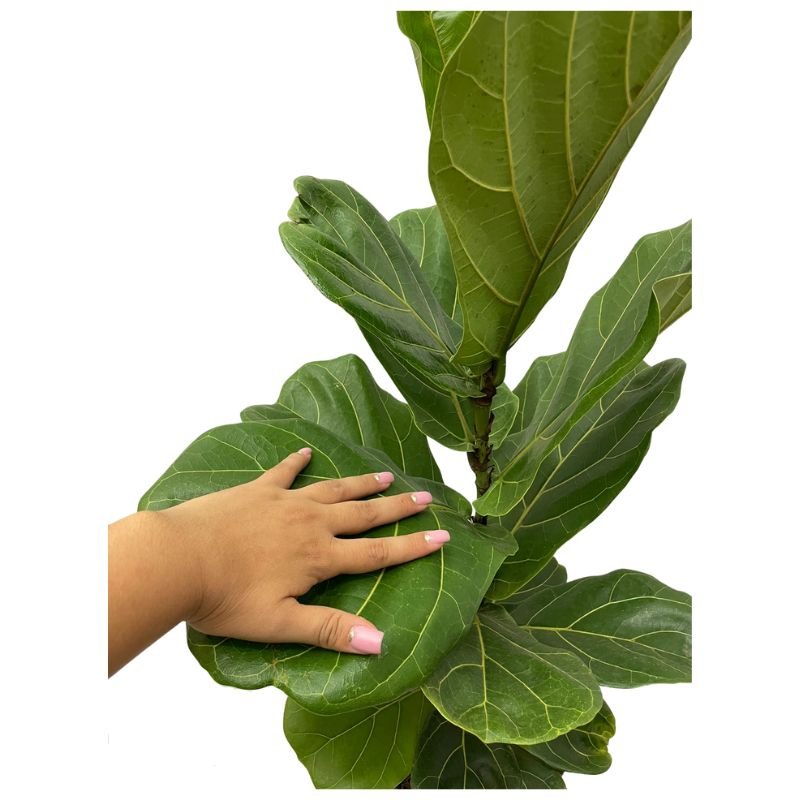 Planta Muda Ficus Lyrata Ideal P/ Ambientes Internos Pote 24