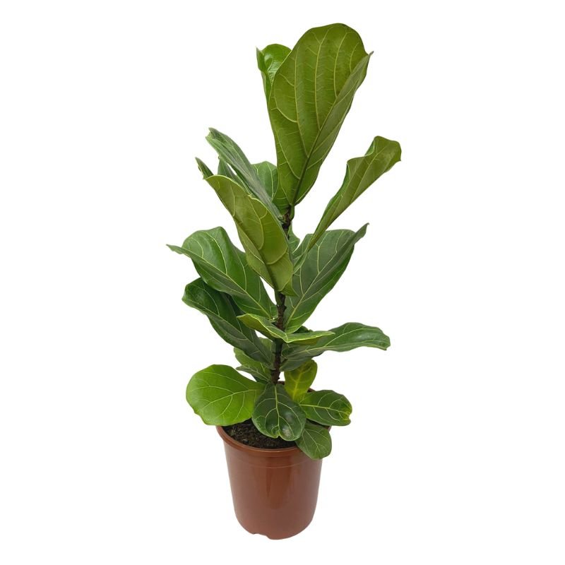 Planta Muda Ficus Lyrata Ideal P/ Ambientes Internos Pote 24