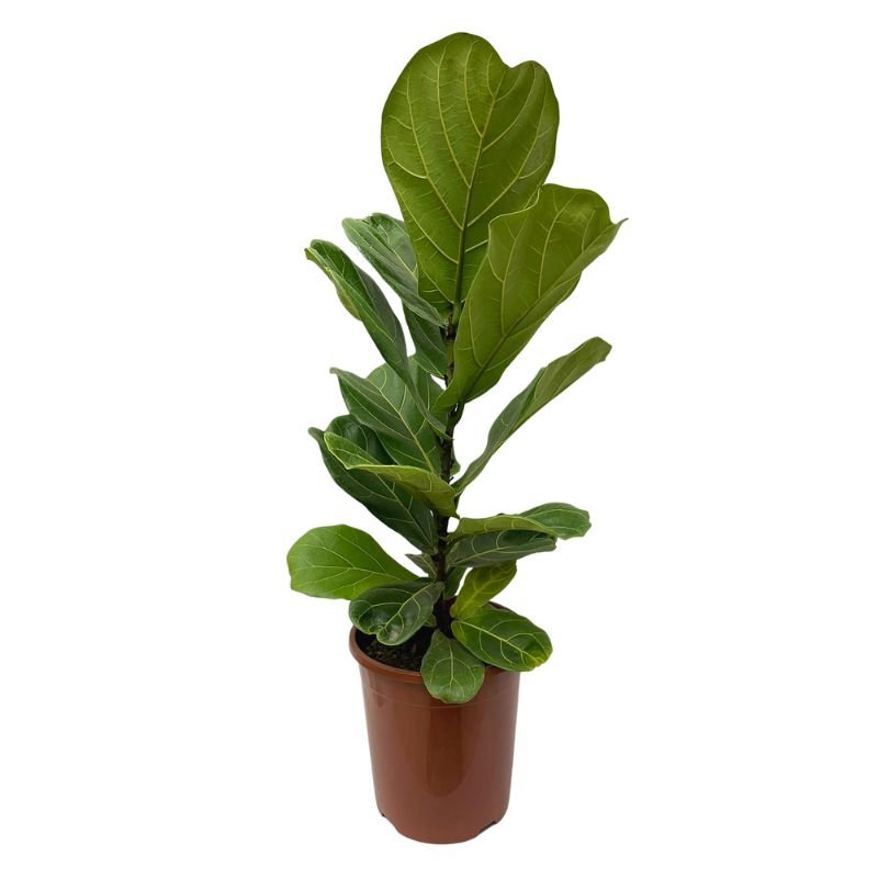 Planta Muda Ficus Lyrata Ideal P/ Ambientes Internos Pote 24