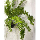 1 Planta Samambaia Rabo de Peixe Cuia 21 - 60Cm