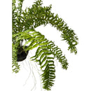 1 Planta Samambaia Rabo de Peixe Cuia 21 - 60Cm