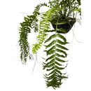 1 Planta Samambaia Rabo de Peixe Cuia 21 - 60Cm