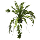 1 Planta Samambaia Rabo de Peixe Cuia 21 - 60Cm