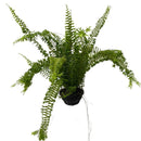 1  Planta Samambaia Rabo de Sereia Cuia 21 - 60Cm