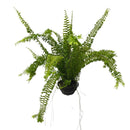 1  Planta Samambaia Rabo de Sereia Cuia 21 - 60Cm