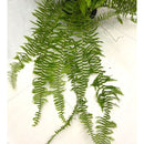 1 Planta Samambaia Estrela Cadente Cuia 21 - 90Cm