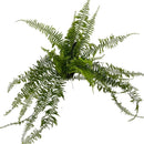 1 Planta Samambaia Estrela Cadente Cuia 21 - 90Cm