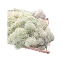 Musgo Fofão Branco Esponja Vivos Para Arranjo Decoração Cerimônias