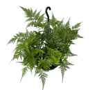 Planta Samambaia Renda Francesa Cuia 21