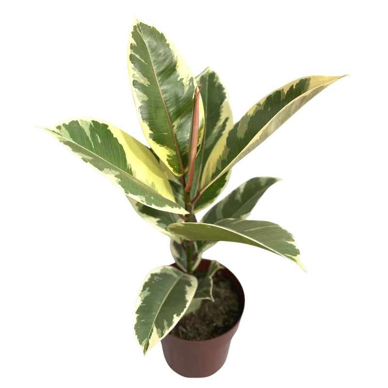 Ficus Elástica Tineke Variegata P17 Planta Exótica E Rara