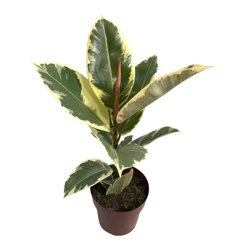 Ficus Elástica Tineke Variegata P17 Planta Exótica E Rara