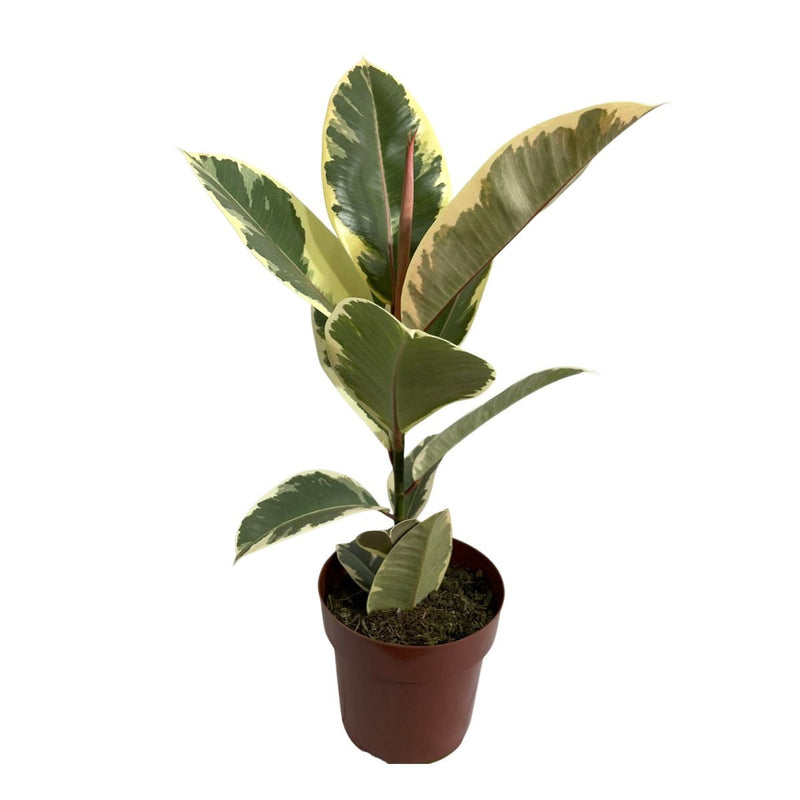 Ficus Elástica Tineke Variegata P17 Planta Exótica E Rara