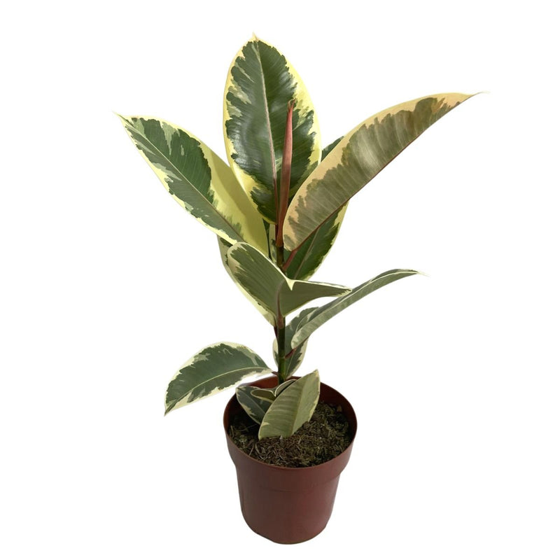 Ficus Elástica Tineke Variegata P17 Planta Exótica E Rara