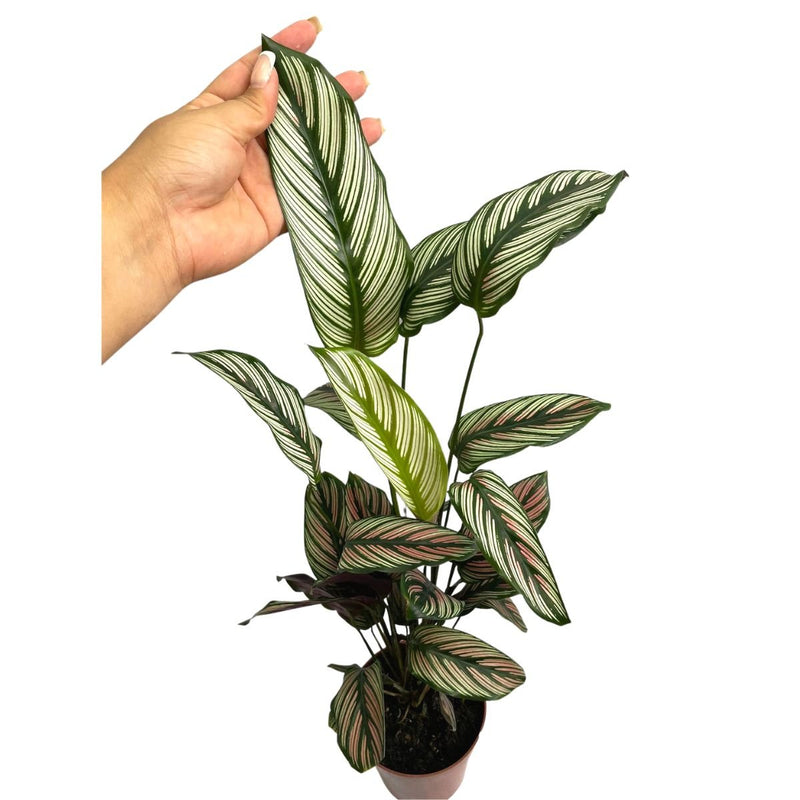 Planta Calathea White Pink Pote 12 Valormoara