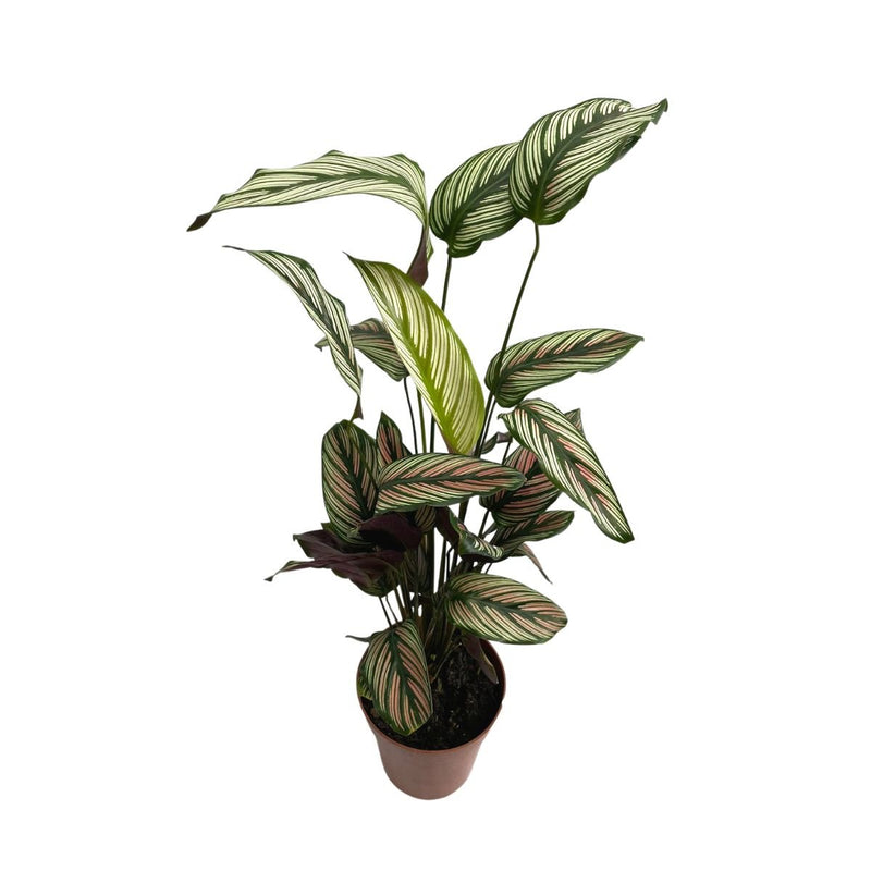 Planta Calathea White Pink Pote 12 Valormoara