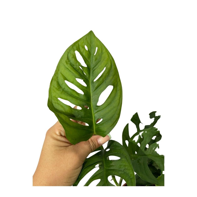 Adansoni Obliqua Costela De Eva Monstera Furada Pote 15