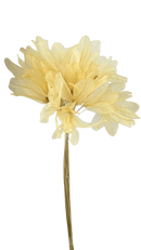 Buquê de Folha de Magnólia Esqueletizada Cores