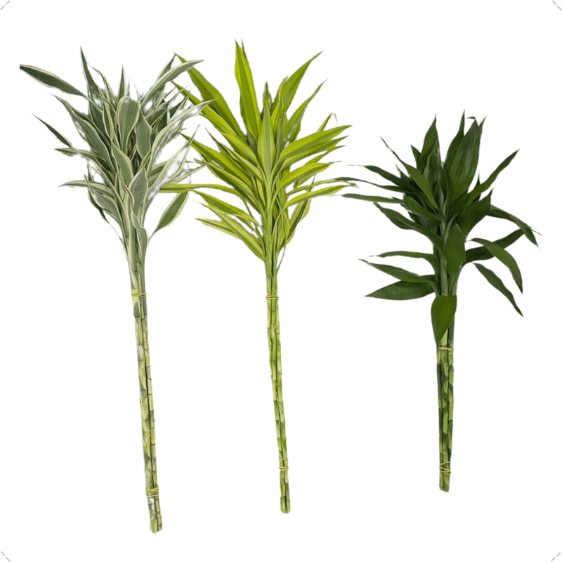 1 Bambu Da Sorte Variegata  Verde Com 4 Hastes Natural