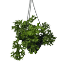 1 Samambaia Cristata Cuia 21 Natural Rara Repolhuda Gigante