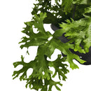 1 Samambaia Cristata Cuia 21 Natural Rara Repolhuda Gigante