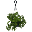 1 Samambaia Cristata Cuia 21 Natural Rara Repolhuda Gigante