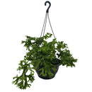 1 Samambaia Cristata Cuia 21 Natural Rara Repolhuda Gigante