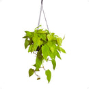 Planta Philodendron Neon Natural Rara Exótica Cuia 21 Floral