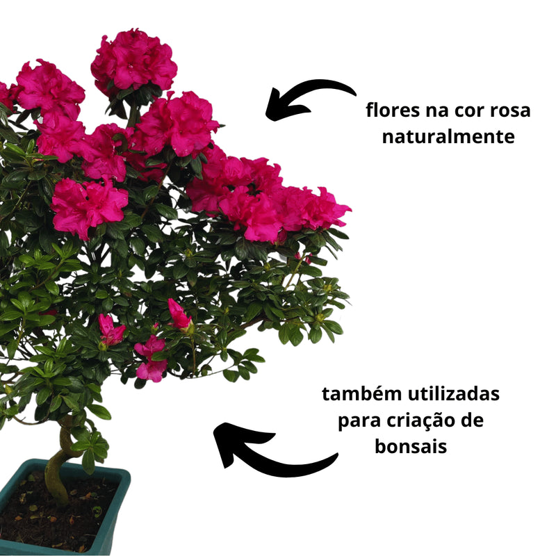 1 Planta Azaleia Espiral Rosa Pink Natural Decoração Pote 17