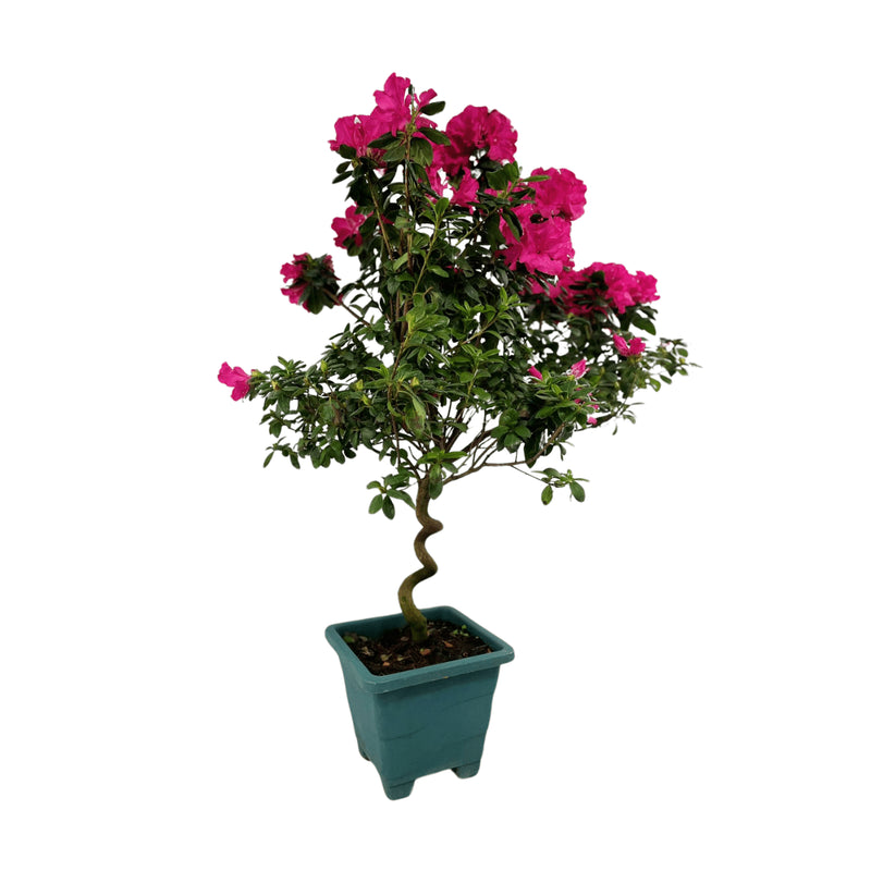 1 Planta Azaleia Espiral Rosa Pink Natural Decoração Pote 17